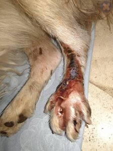 عفونت در زخم پای سگ