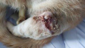 درمان زخم گربه و سگ