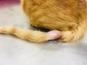 زخم شدن دم گربه توسط درگیری و نزاع