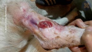 زخم شدن پای سگ پر اثر دعوا